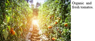 Organic and fresh tomatos